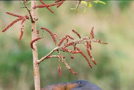 Image result for Hymenocardia