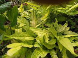 Image result for Coniogramme