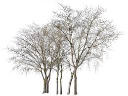 Deciduous Trees Group Winter Ii Deciduous Trees Landscape Architecture Graphics Winter Trees