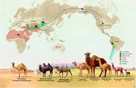 The finding extends the previous known range of camels in north america northwards by about 750 miles, and suggests the lineage that gave rise to modern camels may have been he then compared the profile to 37 modern mammal species, as well as that of a fossil camel found in the yukon. Old World Camels In A Modern World A Balancing Act Between Conservation And Genetic Improvement Abstract Europe Pmc