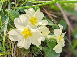 Image result for Primulaceae