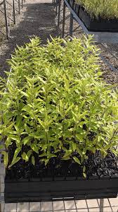 Image result for Olearia