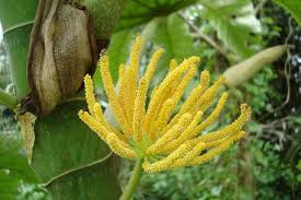 Image result for Cecropia pachystachya
