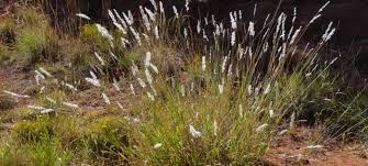 Image result for Bothriochloa