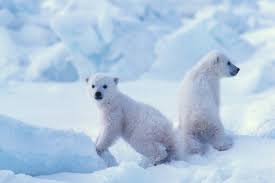 Welcome to the world's foremost resource for information on polar bears and their arctic habitat. Polar Bear Moms Stick To Their Dens Even Faced With Life Threatening Dangers Like Oil Exploration Inside Climate News