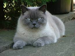 British Shorthair Wimpy Cat House