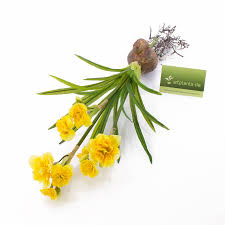 Fiori gialli nomi piante perenni nomi dei fiori gialli : Fiori Gialli Con Bulbi Piante Con Fiori Gialli Pagina 3 Di 5 I Bulbi Con Fiori Di Colore Giallo Da Scoprire Da Approfondire E Da Coltivare Nel Proprio Giardino O Nella Propria Casa
