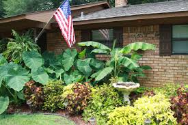Elephant Ears Banana Trees Coleus In My Front Flower Bed This Is My Favorite Combination Front Flower Beds Flower Beds Tropical Garden