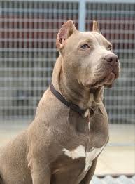 Breeders of the american bully dogs and exotic style bullies in australia. Xxl American Bully Puppy In 2021 American Bully Bully Pitbull American Pitbull