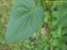 Image result for Dioscorea bulbifera