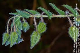 Image result for Trichodesma zeylanicum
