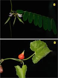 Image result for Rhynchosia tricuspidata