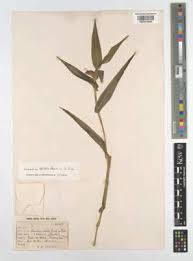 Image result for Equilabium masukense