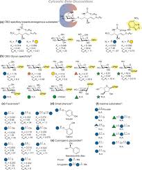 Jabatan pengangkutan jalan malaysia jpjk3(pind. A Comprehensive Overview Of Substrate Specificity Of Glycoside Hydrolases And Transporters In The Small Intestine Springerlink
