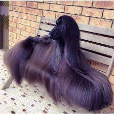 36 Random Pics That Will Entertain And Amuse You Nice Shiny Hair Afghan Hound Hound Dog Breeds