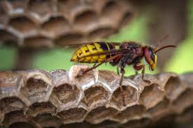 Maybe you would like to learn more about one of these? Proliferation Des Guepes Comment Reperer Leurs Nids