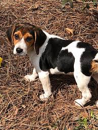 We take great pride in raising smart, loving, quality beagles that become lifelong perfect companions. Wilson Nc Beagle Meet Tussy A Pet For Adoption
