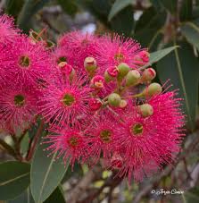 Image result for Eucalyptus ficifolia