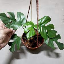 Rhaphidophora Tetrasperma Mini Monstera Philodendron Plant Plants Monstera