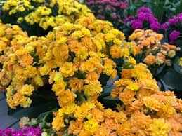 Image result for Kalanchoe calandiva