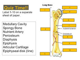 Click on the tags below to find other quizzes on the same subject. Skeletal System Ppt Video Online Download