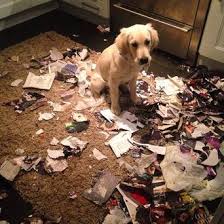 Image result for picture of puppy destruction