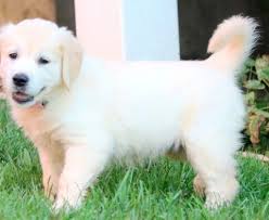 Here are some from nearby areas. Beauty Golden Retriever English Cream Puppy For Sale Keystone Puppies Cute Puppies Golden Retriever Puppies For Sale Golden Retriever