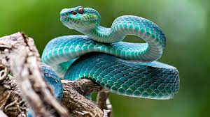 Бирюзовая змея | Пикабу