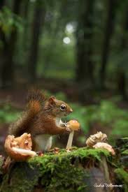 Pin Von Theresa Holtkamp Auf Wald Und Holz Ausgestopftes Tier Tiere Susseste Haustiere