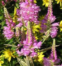 Long tongued flies and their tubular flowers. List Of Perennial Plants