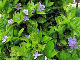 Image result for Bignonia callistegioides