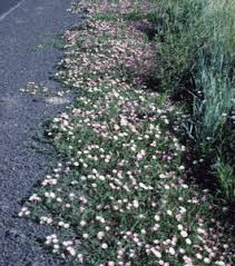 Image result for Convolvulus goyderi
