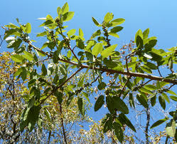 Image result for Ficus ingens