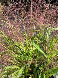 Image result for Eragrostis phyllacantha