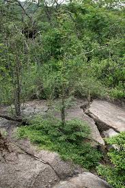 Image result for Margaritaria discoidea