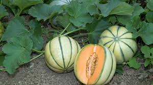 Les Producteurs De Melons Charentais Manquent De Bras Pour La Recolte