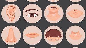We will take some more photos of these when we find some more volunteers. Body Parts In Arabic Arabic Essential Vocabulary And Translation
