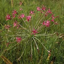 Image result for Brunsvigia