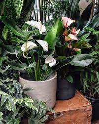 Anthurium Flowers Bringing Us All The Feels Anthurium Care Anthurium Plant Anthurium Flower