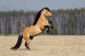 See more ideas about horses, beautiful horses, pretty horses. 2 442 Best Buckskin Horse Images Stock Photos Vectors Adobe Stock
