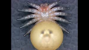 Image result for Centema subfusca