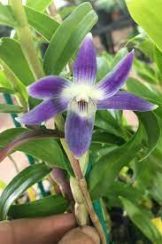 Rare Purple Blue Orchid Den Victoria Reginae Species Dendrobium Orchid Plant Orchid Plants Dendrobium Orchids Orchids
