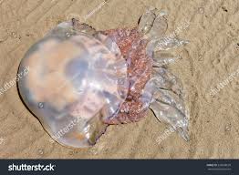 jellyfish on sand north wales stock photo edit now 235609639