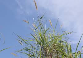 Image result for Cenchrus purpureus