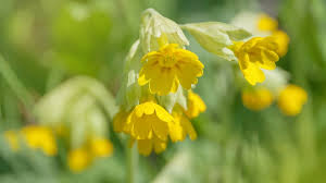 Maybe you would like to learn more about one of these? Fruhlingsblumen Was Bluht Denn Da Br Kinder Eure Startseite