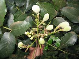 Image result for Trichilia prieuriana