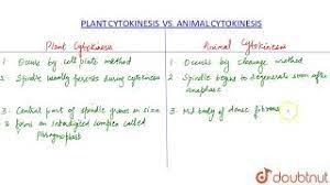 Difference between animal cell and plant cell cytokinesis. Difference Between Plant Cytokinesis And Animal Cytokinesis Youtube