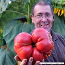 Progeny for Tomato seed ().