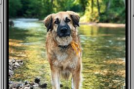 The iphone will go into burst mode, capturing multiple photos per second. Clever Hidden Iphone Camera Trick Helps You Capture The Perfect Action Shot Mirror Online