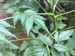 Image result for Craterispermum schweinfurthii